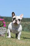 BOULEDOGUE FRANCAIS 258